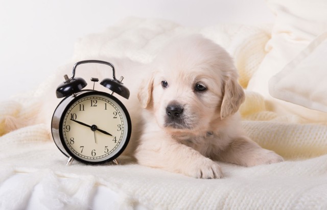  Sveglia per bambini, Cagnolino