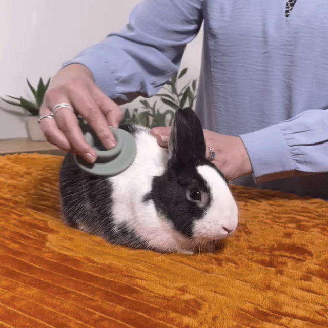 brossage lapin - Zolux