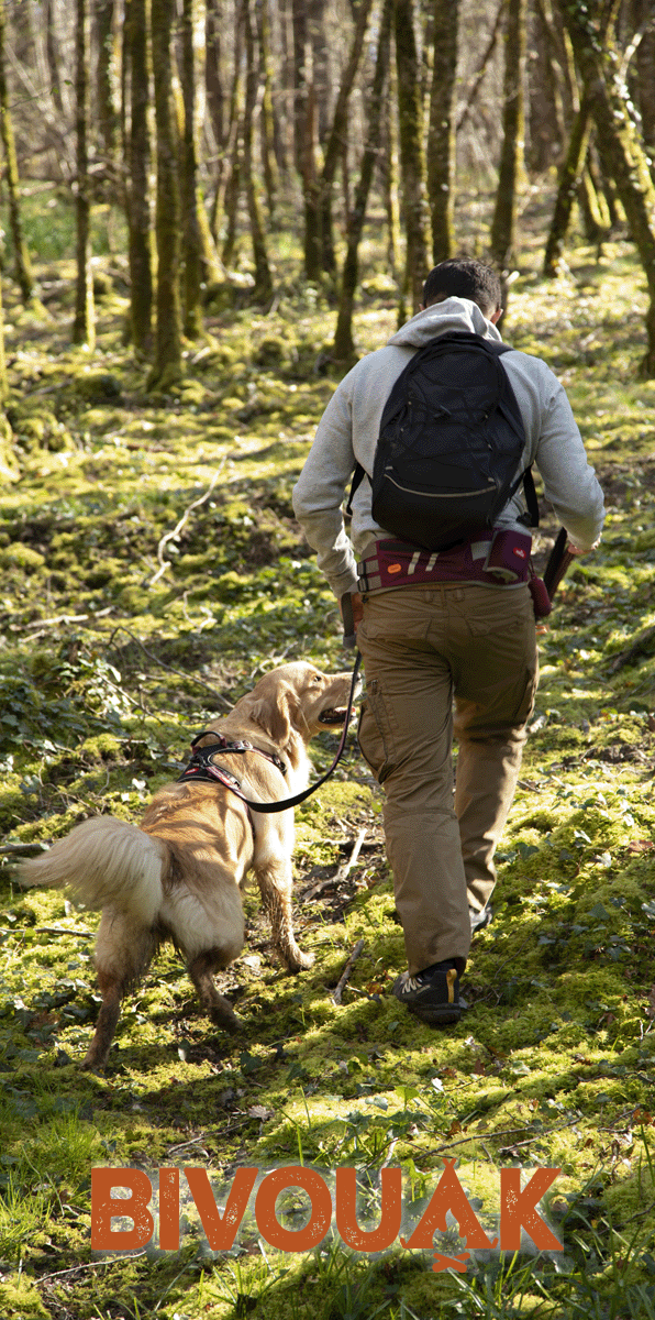 Promenade avec chien