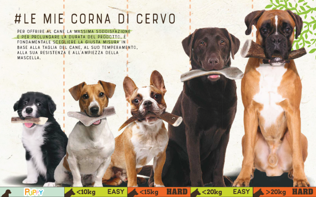 La giusta taglia per il tuo cane