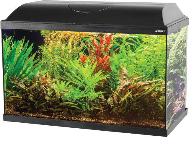 ZOLUX ISEO 80 LED Nero - Acquario accessoriato 60 litri con illuminazi –  Natura Amica