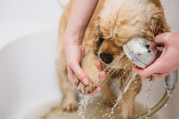 CARDATORE PER CANI M PELO MEDIO-LUNGO ZOLUX - Fasolipiante Shop