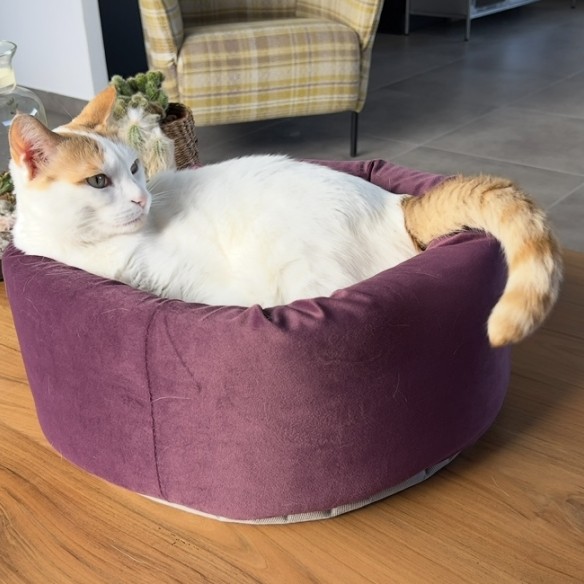 Foto della community numero 4