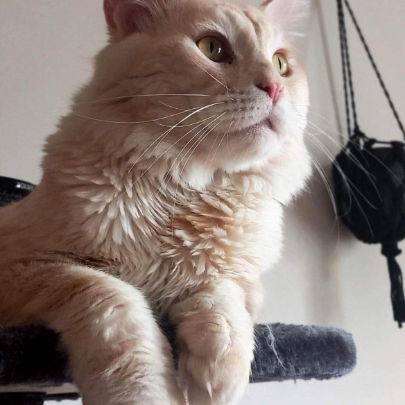 Foto della community numero 3