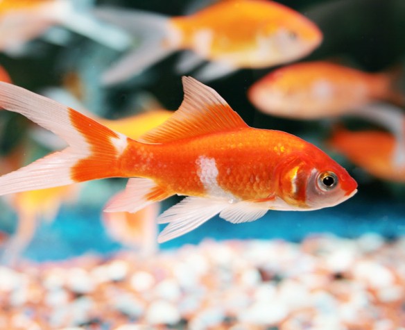 L'habitat per i pesci rossi - Zolux
