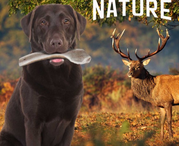 Corna di cervo - Lo snack naturale per cani