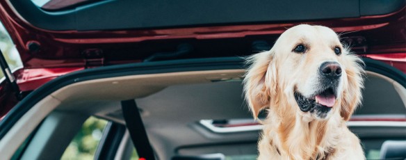 In vacanza con il mio animale