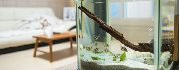 I benefici dell'acquariofilia