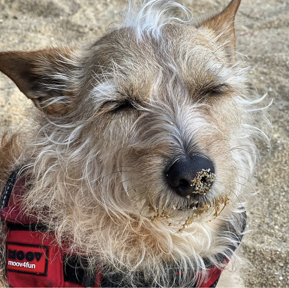 Foto della community numero 286