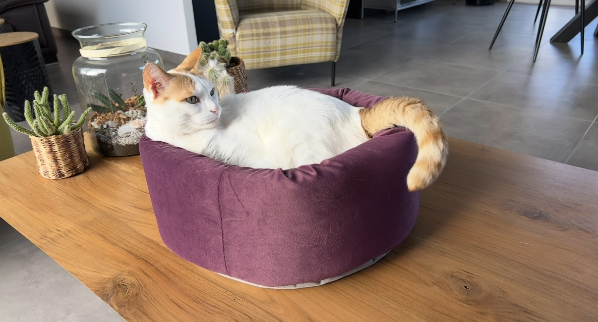 Foto della community numero 289