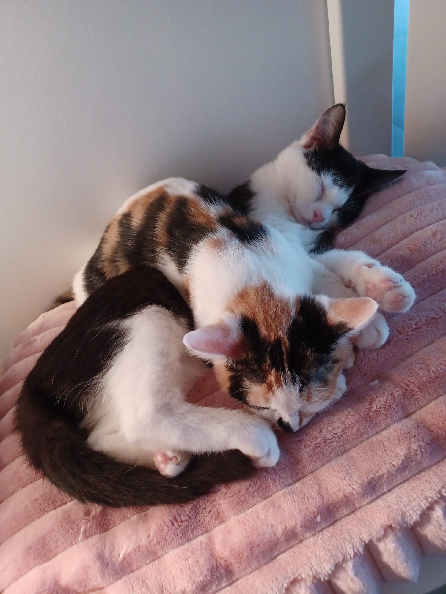 Foto della community numero 298